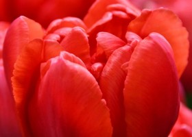 Tulipa Asian Beauty ® (3)